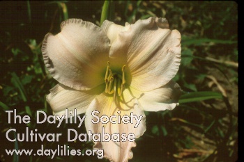 Daylily We Thank Thee